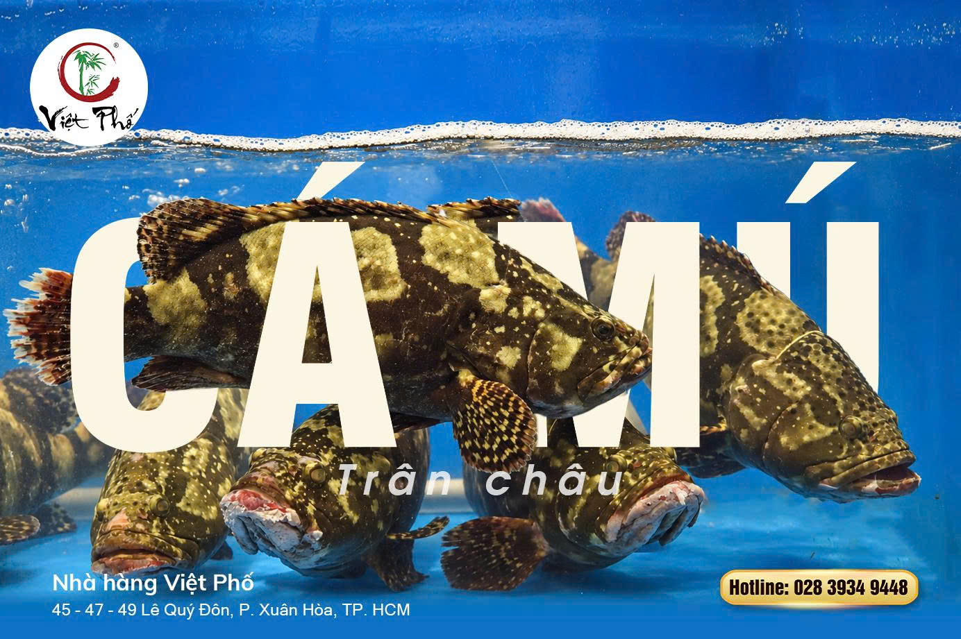 Cá Mú Trân Châu – Món Cá Ngon Cho Bàn Tiệc Tại Việt Phố